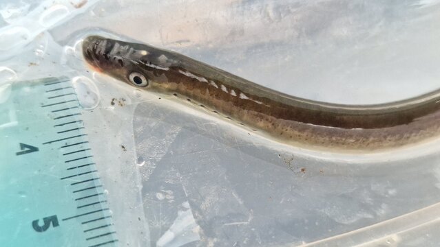 The European brook lamprey is a small, jawless freshwater vertebrate found in clean streams and small rivers across Europe. It has an eel-like, scaleless body and spends most of its life as a larva bu