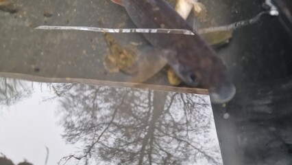 Thymallus thymallus, commonly known as the European grayling, is a cold-water salmonid native to rivers and lakes across Europe and western Siberia. Recognizable by its large sail-like dorsal fin, col