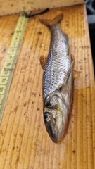 The European gudgeon is a small cyprinid fish living in clean, well-oxygenated streams and lake margins. It has a slender, spotted body and small barbels used to search for food on the bottom. It feed