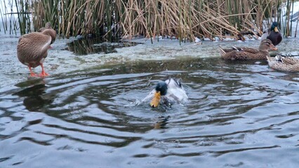 domestic mallard ducks in garden pond