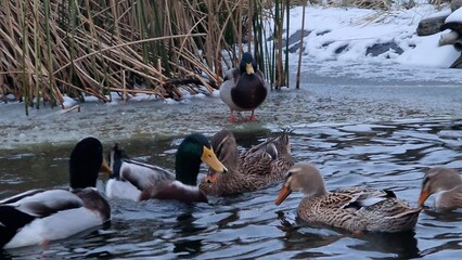 domestic mallard ducks in garden pond
