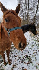 brown horse on the pasture on winter meadow
