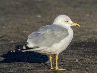 A full-frame image of an adult Ring-billed Gull in basic, winter plumage standing in bright sunlight