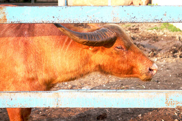 Side View of Buffalo Behind an Iron Fence in Rural Indonesia. the animal&rsquo;s textured hide, curved horn, and calm demeanor, symbolizing traditional livestock farming and agricultural life.