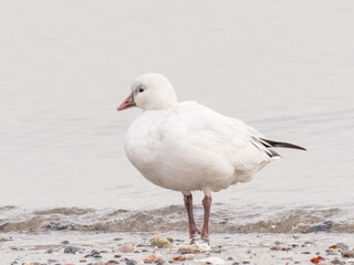  An adult Ross's Goose standing at the water's edge