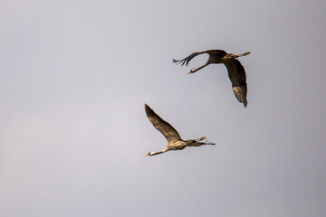 Fototapeta premium Whooping crane (Grus grus)