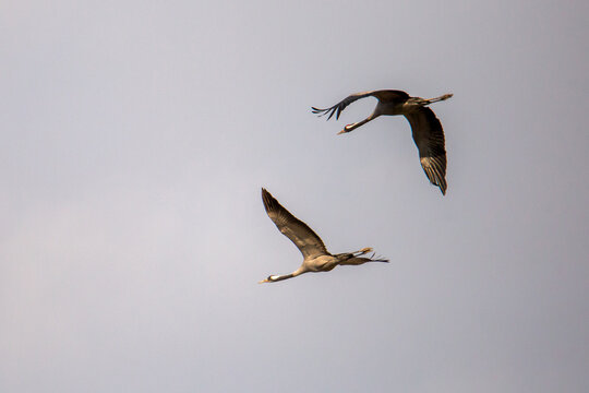 Whooping crane (Grus grus)