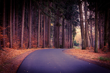 Asfaltowa droga przez wysoki las. Jest jesień, ziemia pokryta jest warstwą suchych liści. Na drzewach są żółte mi brązowe liście. © boguslavus