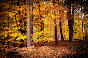 Gęstwina w lesie utworzona przez młode drzewa i krzewy liściaste. Jest jesień, liście na drzewach mają żółty i brązowy kolor. © boguslavus