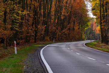 Asfaltowa droga przez wysoki las. Jest jesień, ziemia pokryta jest warstwą suchych liści. Na drzewach są ż&oacute;łte mi brązowe liście.