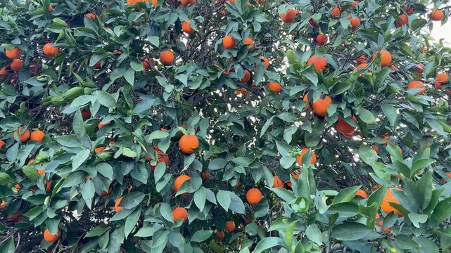 A close-up shot of an orange tree. Orange tree with ripe fruits outdoors.