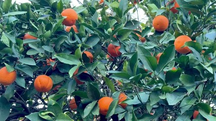 A close-up shot of an orange tree. Orange tree with ripe fruits outdoors.