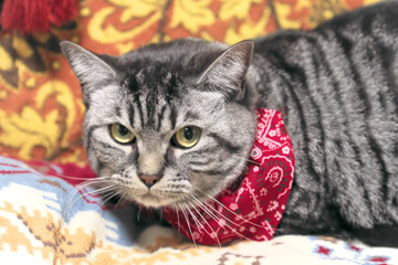 レトロな花柄のソファーでくつろぐアメリカンショートヘア