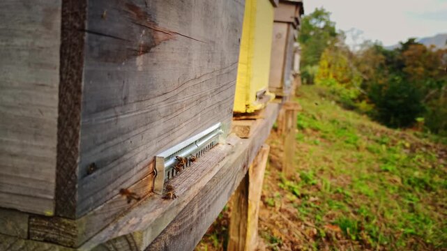 weathered wooden beehive boxes along meadow lane with grassy pasture backdrop, honeycomb textures visible at entrances and soft buzzing of bees apiary set on stilts for ventilation, ideal