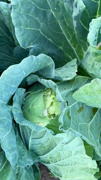 A close-up shot of cabbage growing in a garden. Growing vegetables at home.