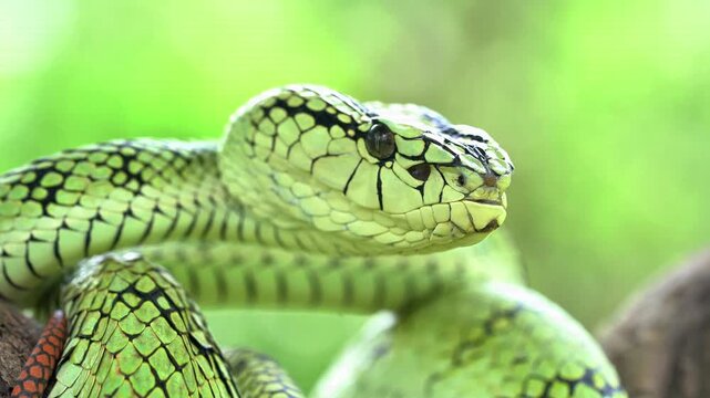 Sumatran tree viper (Trimeresurus sumatranus) is a species of venomous pit viper found in the tropical forests of Indonesia, Malaysia, and Thailand.