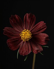 Schokoladenkosmee &ndash; dunkle Eleganz