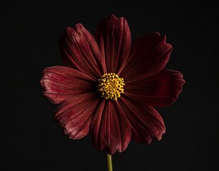 Schokoladenkosmee &ndash; dunkle Eleganz