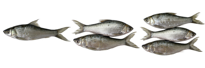 Obraz premium one two three silver fish Siamese. mud carp , thin-lips carp, Jullien's mud carp, isolated on white , transparent background png 