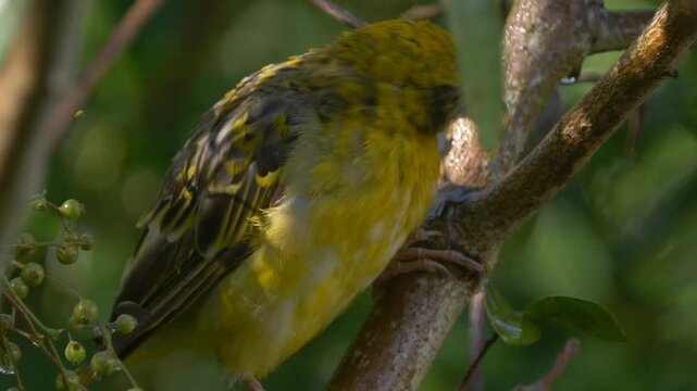 Yellow bird perching on tree looking at camera - weaverbird - Cape Canary 
