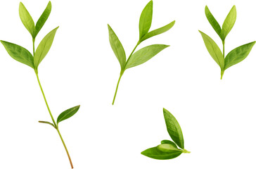 Fototapeta premium branch with leaves, vector drawing on a white background