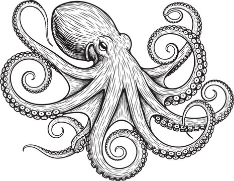Detailed hand drawn octopus illustration with curly tentacles