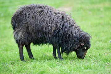 A dark-wooled ouessant sheep gently grazes on fresh green grass in a vibrant meadow, showcasing a calm rural scene and animal beauty.