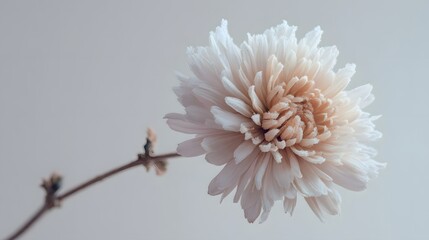 Close Up Of A Frozen White Flower Covered In Frost