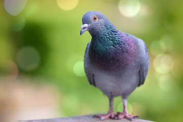 Close-up of a common rock dove, or pigeon, with beautiful iridescent neck feathers, standing outdoors against a vibrant, bokeh-filled green background.