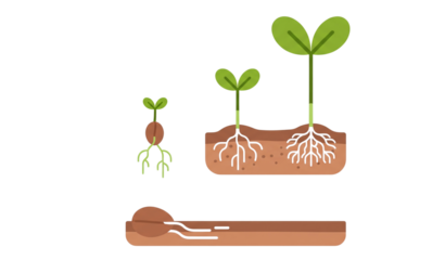 green plant in a pot