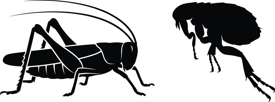 Black Silhouette Icons of a Grasshopper and a Flea Isolated on White Background for Pest Control Graphic Design and Insect Education