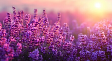 Fototapeta premium Lavender field with purple flowers glowing in warm sunset light and soft focus, ideal for wellness branding, relaxation design, mindfulness visuals, and seasonal nature backgrounds