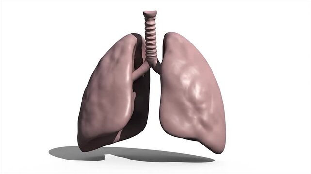 Anatomical illustration of a pair of human lungs on a white background.
