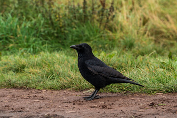 crow on the ground