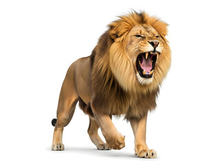 Majestic Male Lion Walking, Isolated on White Background. Powerful African Big Cat, Front View Portrait for Wildlife, Strength, and Leadership Concepts.
