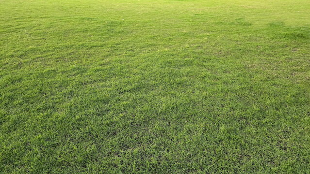 A green lawn. The green lawn is covered with ground cover plants of the Poaceae family. This may include Manila Grass, Bermuda Grass, or Tropical Carpet Grass. The background of the green lawn.

