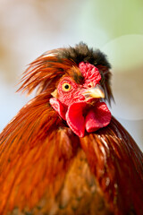 Vibrant red rooster with a spiky black crest stares directly, displaying its bright comb and wattle. A close-up portrait highlighting its unique head feathers.