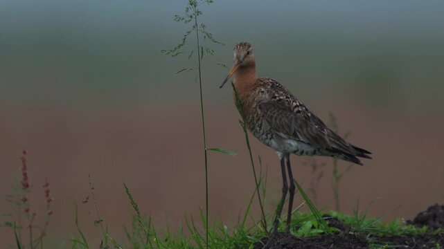 A male Black-tailed godwits (limosa limosa) alarming in the neighbourhood of its nest