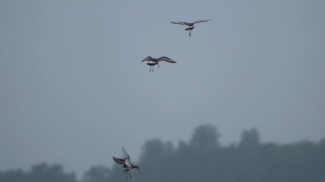 A group of Black-tailed godwits (limosa limosa) alarming above their nests - slow motion