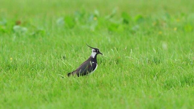 An adult northern lapwing (Vanellus vanellus) standing in a meadow in May