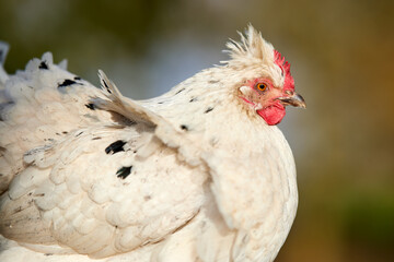 Close-up of a beautiful white chicken with black speckles and a distinctive crest, set against a soft, blurred natural background. Its red comb and wattle stand out, highlighting its alert and calm de