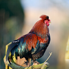 A vibrant rooster stands proudly on a branch, showcasing its rich red and iridescent blue-green plumage against a softly blurred natural background, symbolizing strength and rural life.