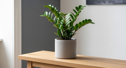 A Zamioculcas (ZZ Plant) with glossy, waxy leaves sitting on a light oak wooden bench. Clean lines, a muted color palette of greys and whites, and a simple concrete planter. Natural daylight, sharp fo