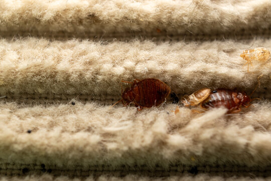 Bed bug infestation in carpet fibers