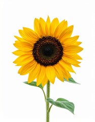 Obraz premium Gelbe Sonnenblume – positive Energie