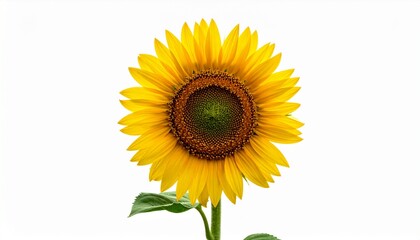 Obraz premium Gelbe Sonnenblume – positive Energie