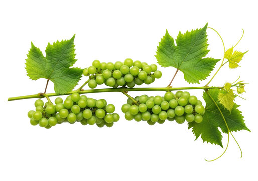 Vibrant grapevine branch with unripe light green grapes and deep green leaves, extending horizontally against a transparent background with copy space, fresh botanical study - Powered by Adobe