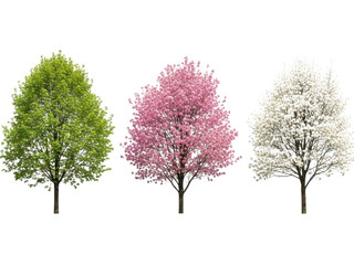 Obraz premium Three trees with different colored leaves isolated on transparent background