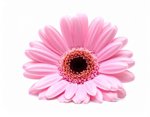 Rosa Gerbera &ndash; moderne Freundlichkeit