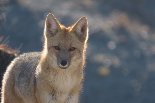Wild Andean Fox Glowing in Warm Evening Light